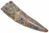 Fossil Spinosaurus Tooth - Real Dinosaur Tooth #361264-1
